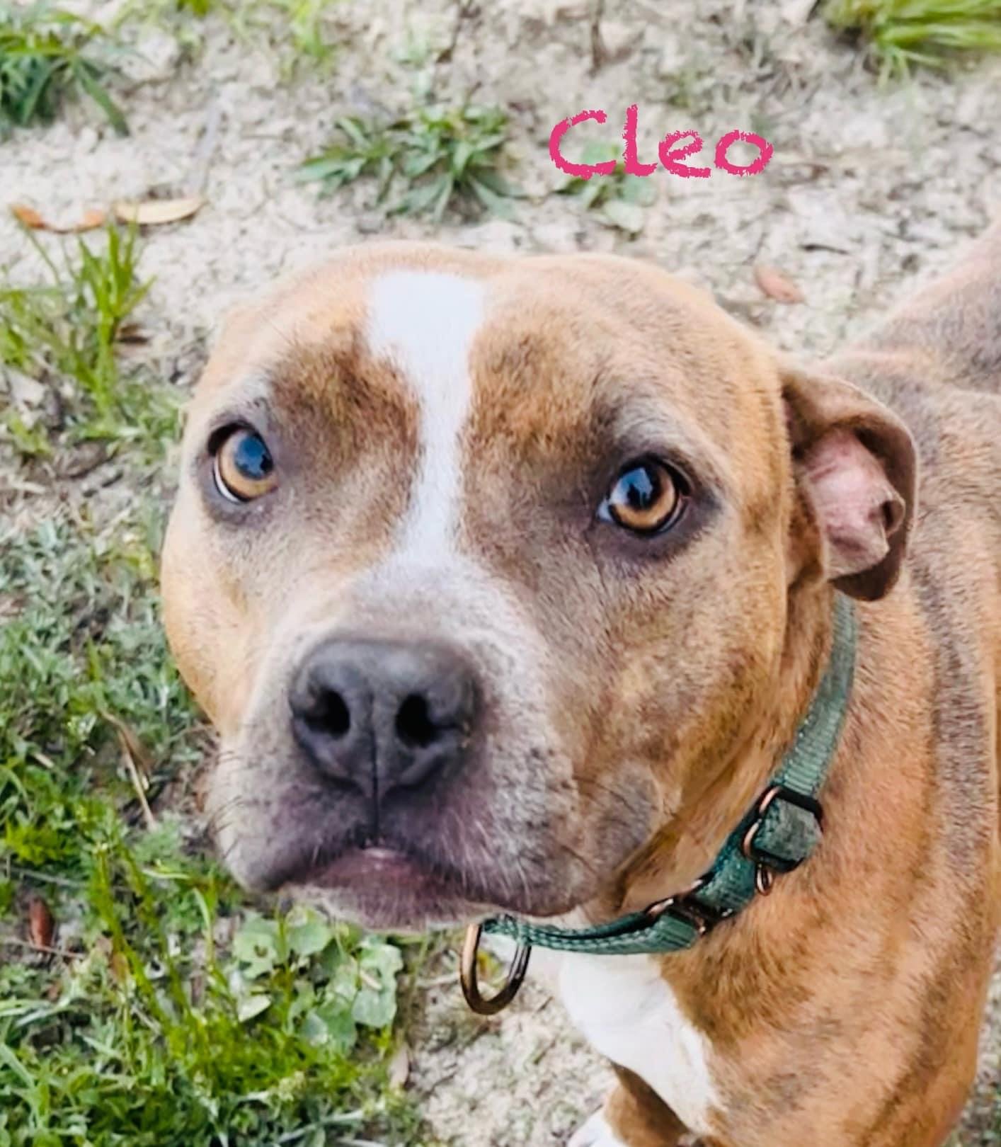 adoptable Dog in Williston, FL named Cleo