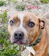 adoptable Dog in  named Cleo