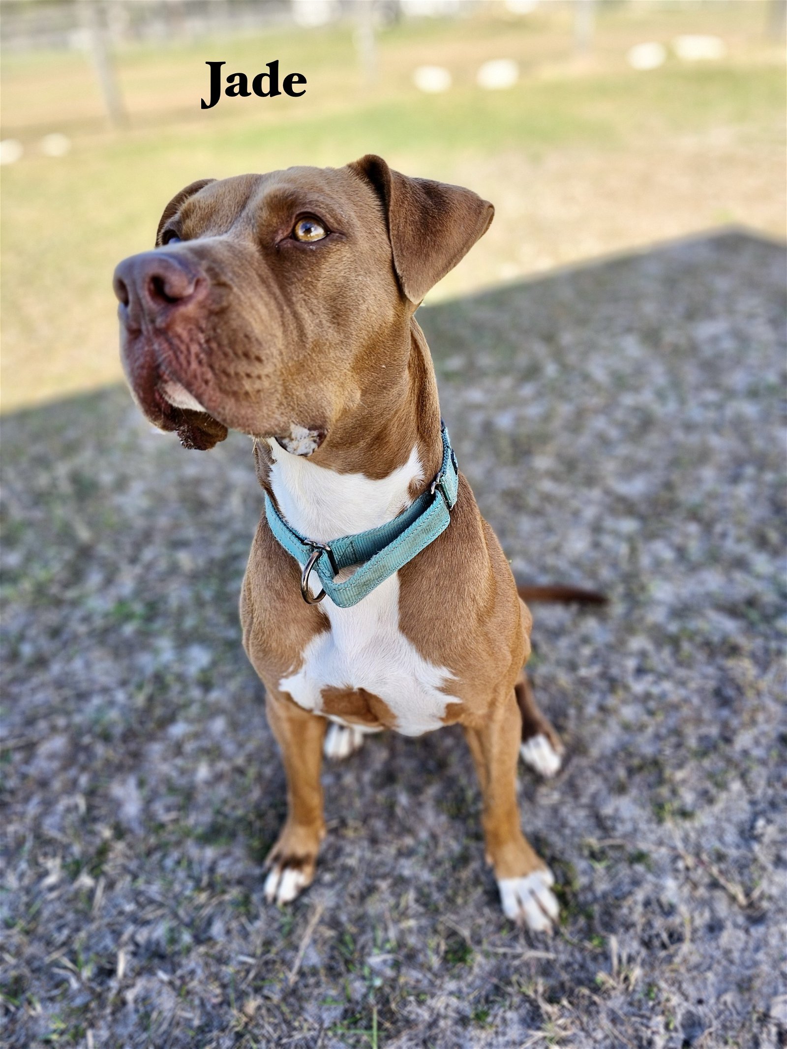 adoptable Dog in Williston, FL named Jade