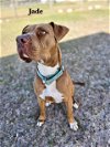 adoptable Dog in williston, FL named Jade