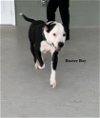 adoptable Dog in , FL named Buster Boy