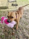 adoptable Dog in williston, FL named Roja