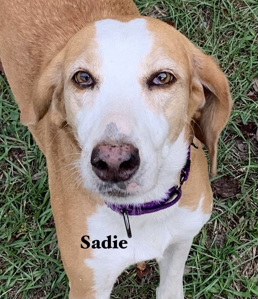 adoptable Dog in Williston, FL named Sadie Ann