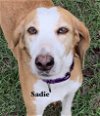 adoptable Dog in williston, FL named Sadie Ann
