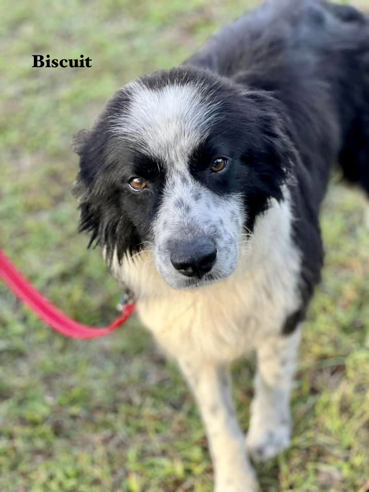 Dog for Adoption Biscuit, a Border Collie in Homosassa Springs, FL
