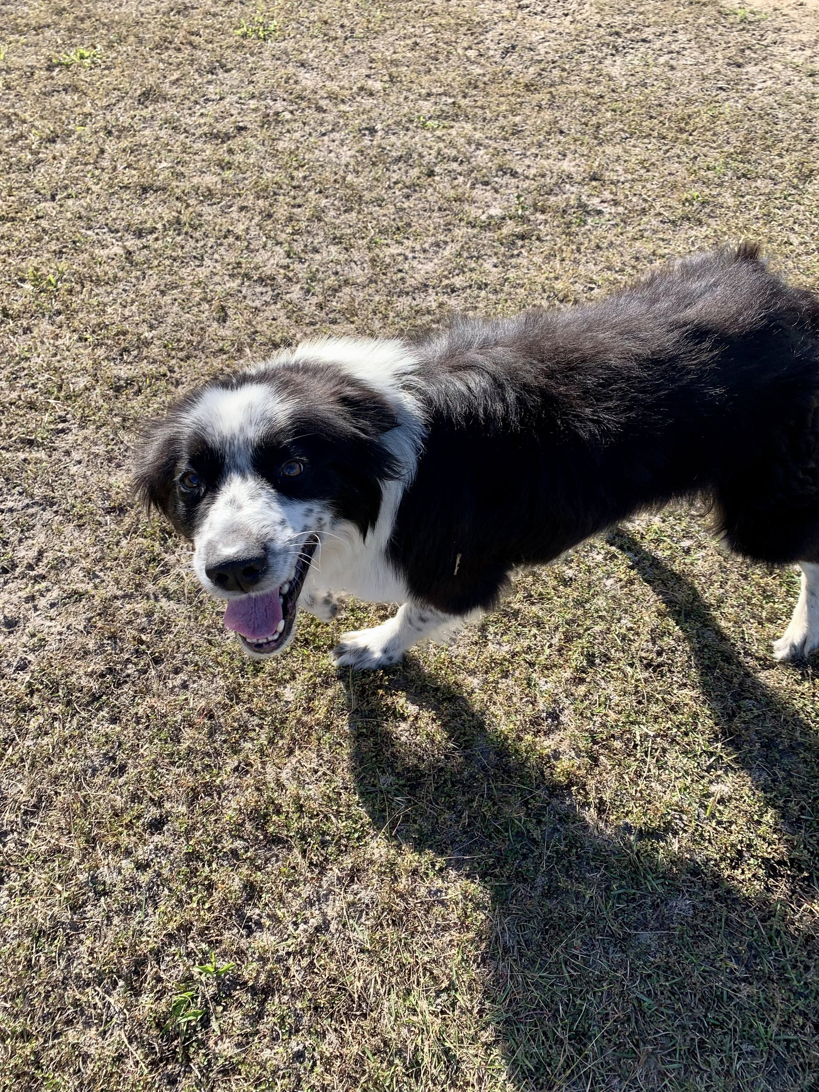 Dog for Adoption Biscuit, a Border Collie in Dixie County, FL Alpha Paw