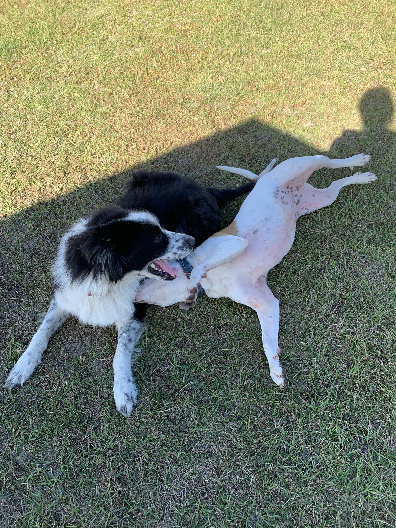 Dog for Adoption Biscuit, a Border Collie in Dixie County, FL Alpha Paw