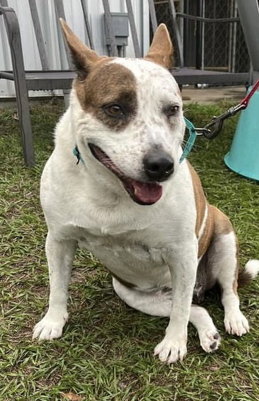 Dog for Adoption - Sadie Sue, a Red Heeler in East Bronson, FL | Alpha Paw