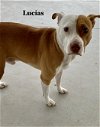 adoptable Dog in williston, FL named Lucius