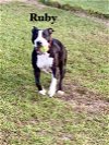 adoptable Dog in williston, FL named Ruby Sky