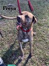 adoptable Dog in williston, FL named Freya