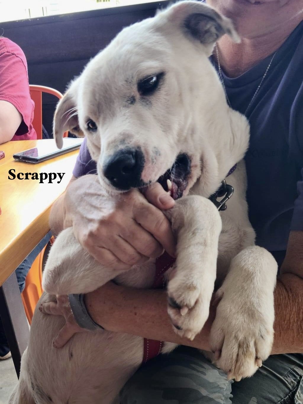 adoptable Dog in Williston, FL named Scrappy