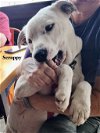 adoptable Dog in williston, FL named Scrappy