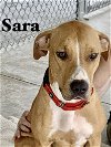 adoptable Dog in  named Sara Lee