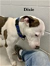 adoptable Dog in williston, FL named Dixie D