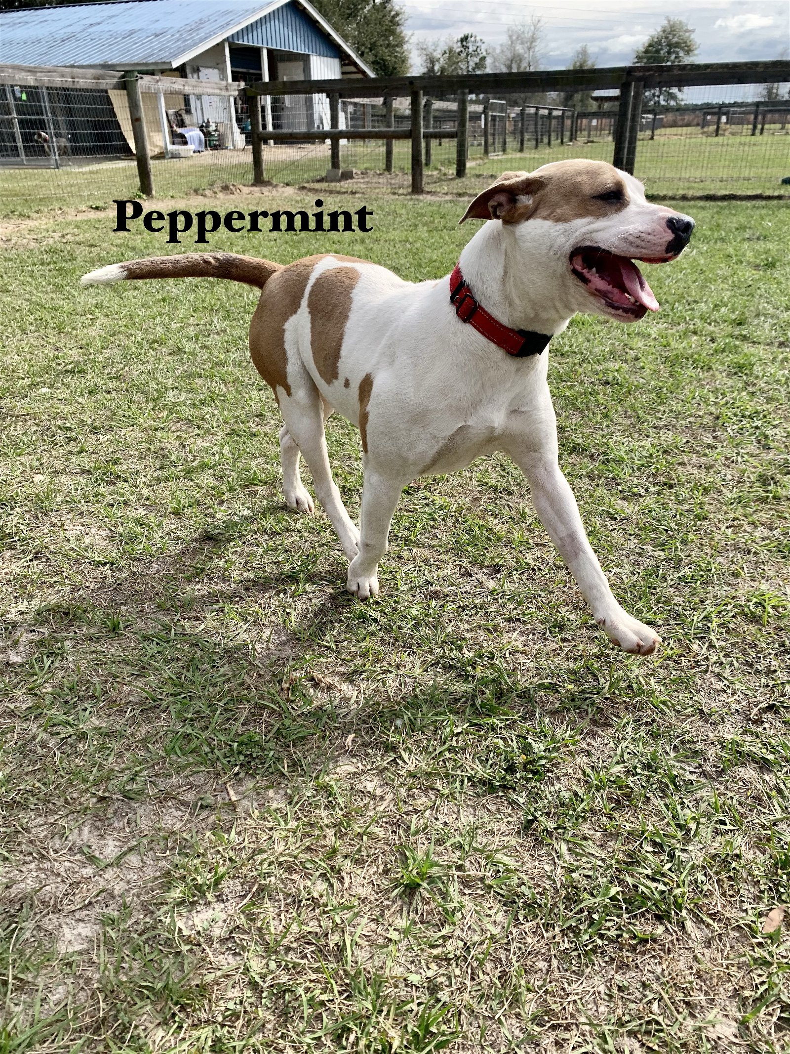 adoptable Dog in Williston, FL named Peppermint