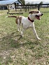 adoptable Dog in williston, FL named Peppermint