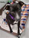 adoptable Dog in williston, FL named Hadley