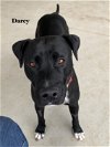 adoptable Dog in williston, FL named Darcy