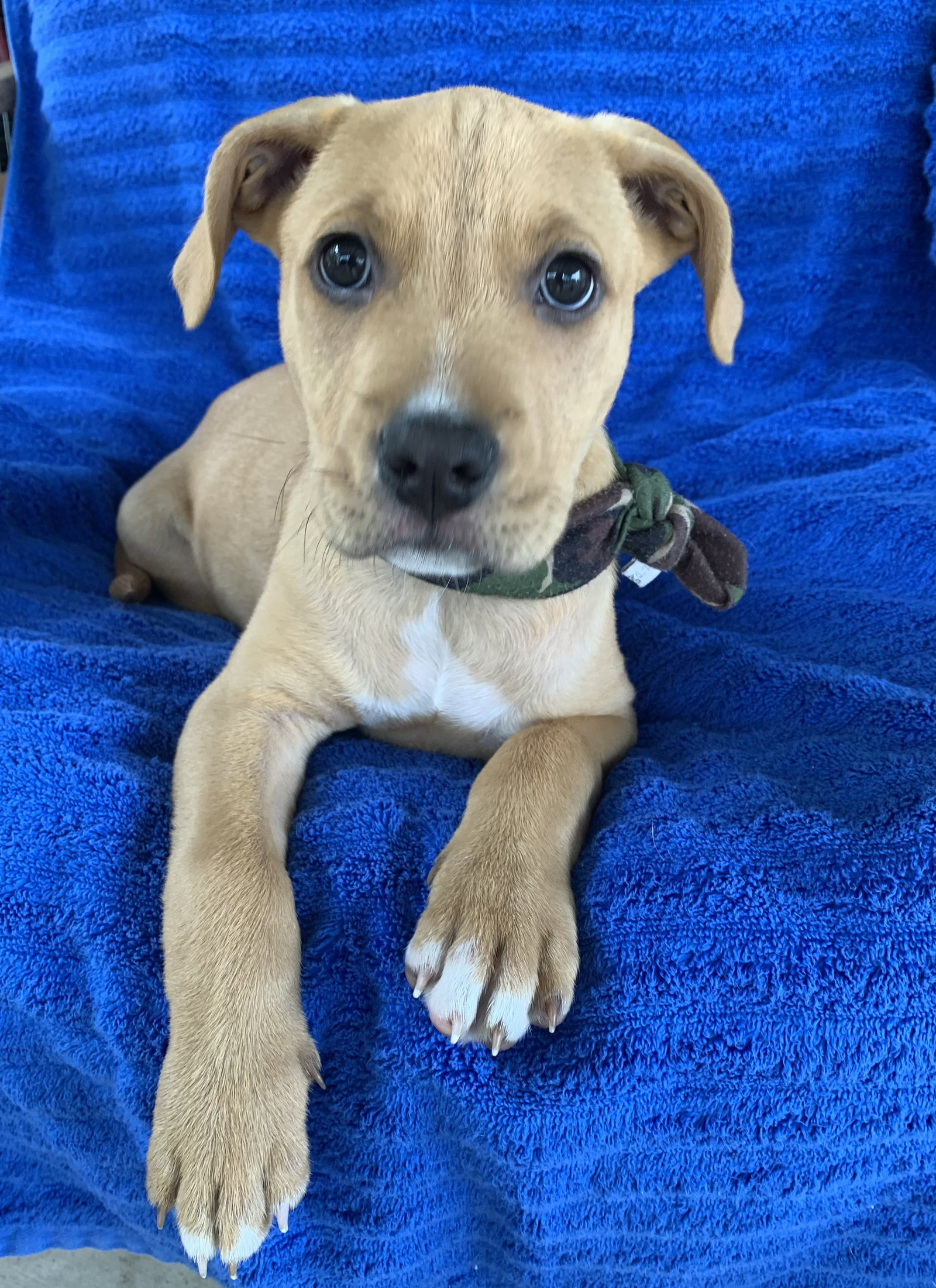 Maverick
