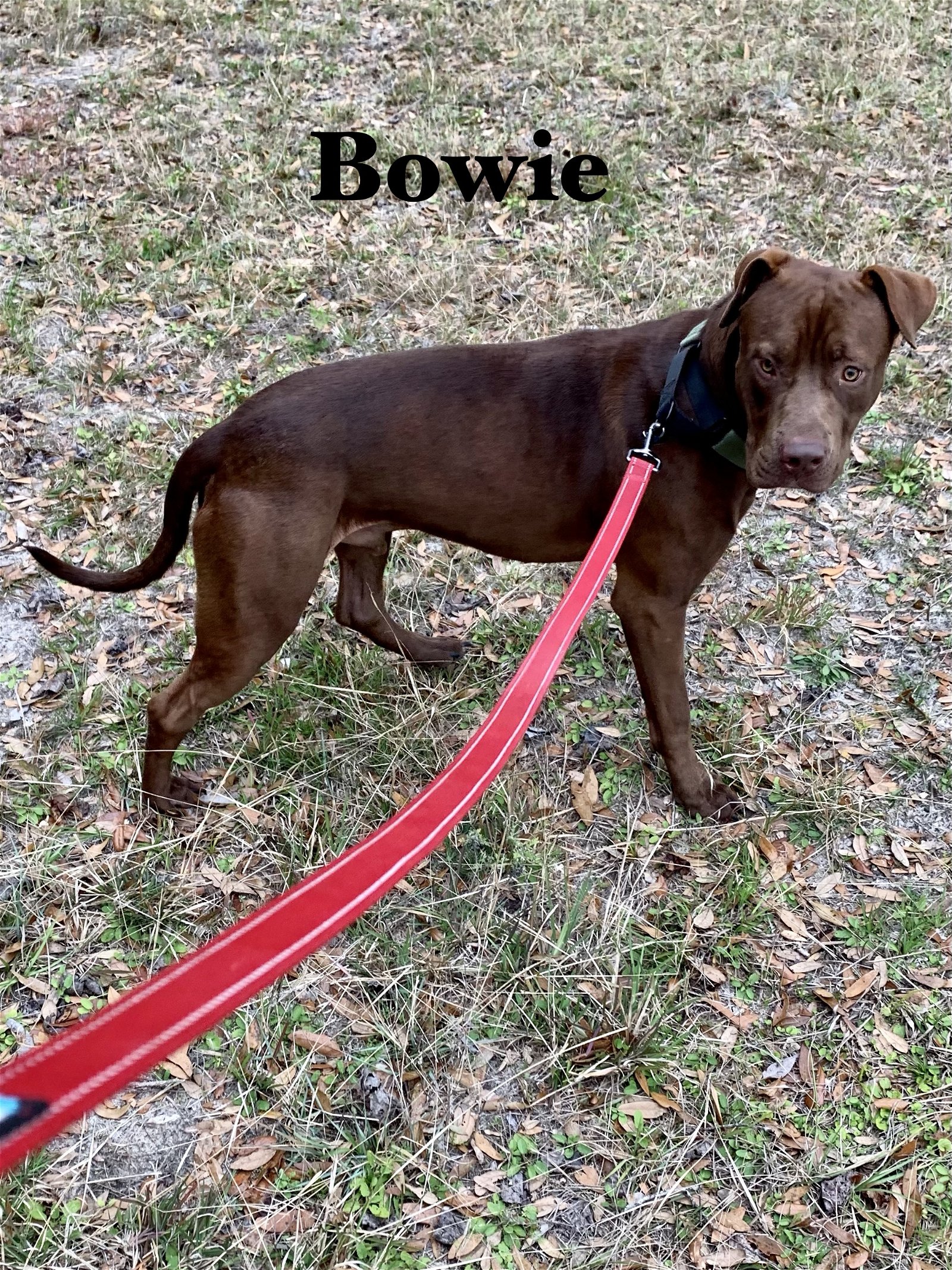 adoptable Dog in Williston, FL named Bowie