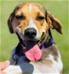 adoptable Dog in williston, FL named January