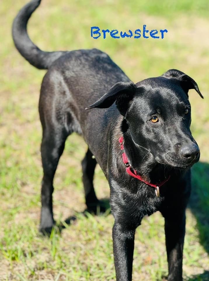 adoptable Dog in Williston, FL named Brewster