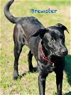 adoptable Dog in williston, FL named Brewster