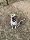 adoptable Dog in williston, FL named Emmy Lou