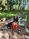 adoptable Dog in williston, FL named Rosco
