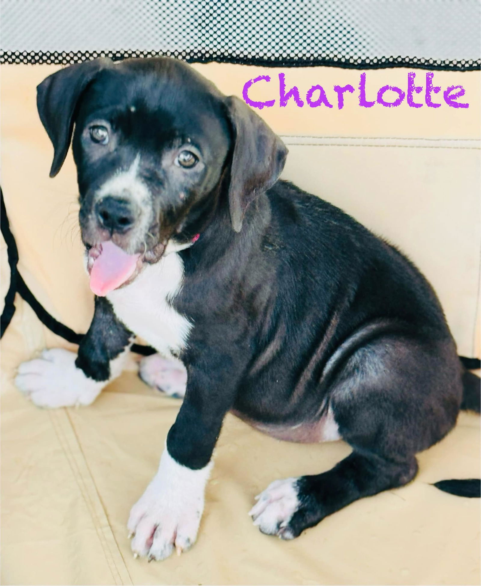 Dog for Adoption - Charlotte, a Labrador Retriever in Putnam County, FL ...