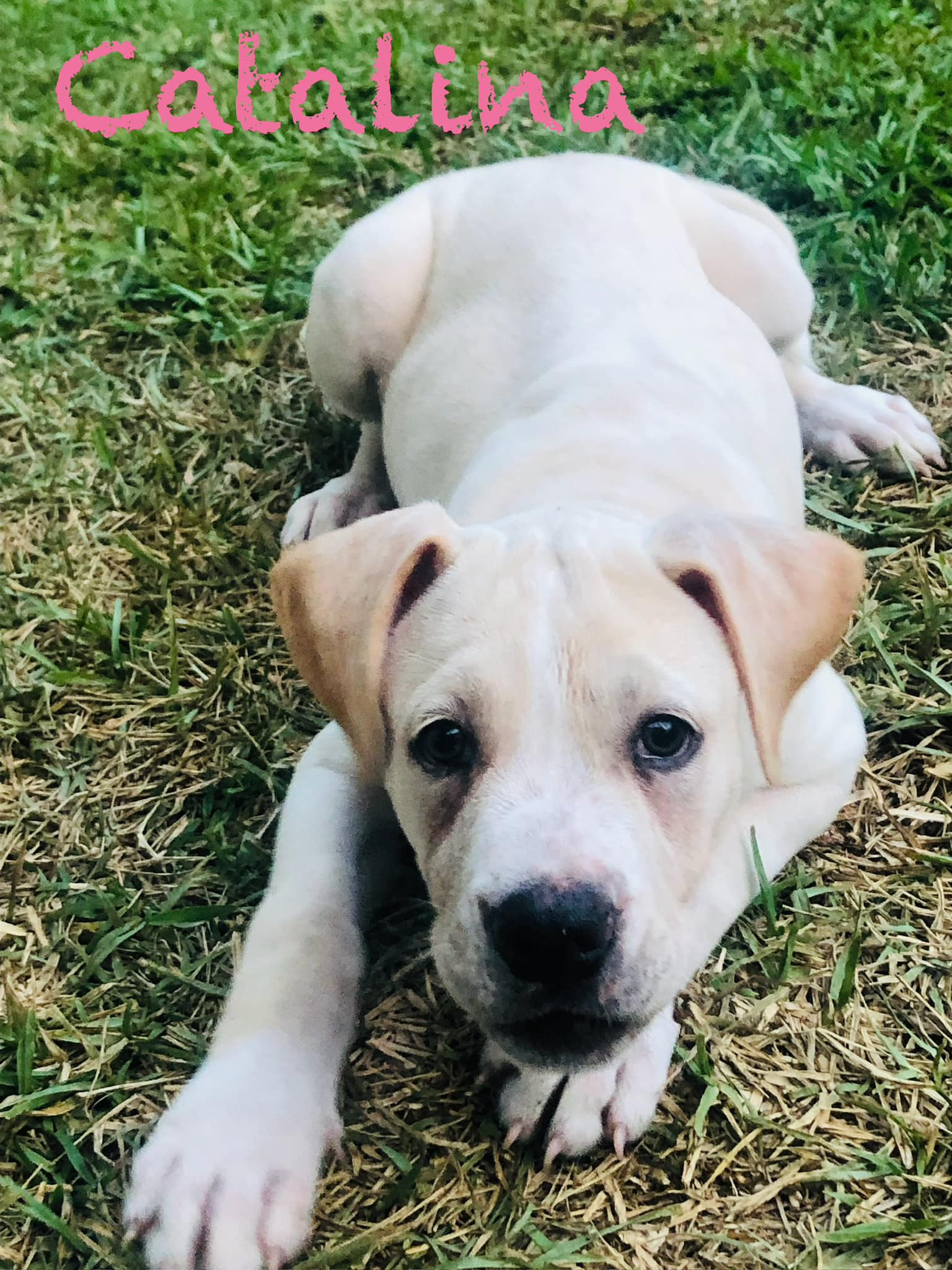 Dog for Adoption - Catalina, a Labrador Retriever in Union County, FL ...