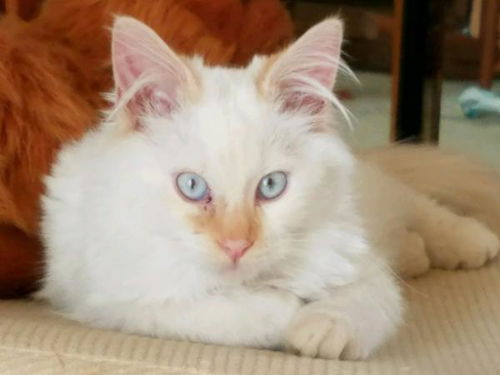 Romeo