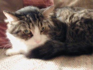 Lester