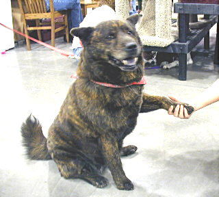 Brindle shop chow chow