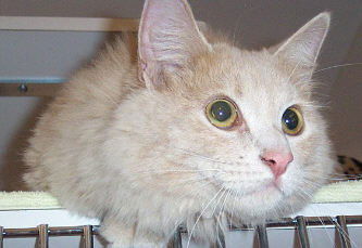 Simon