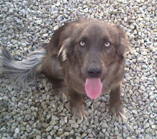 Stella