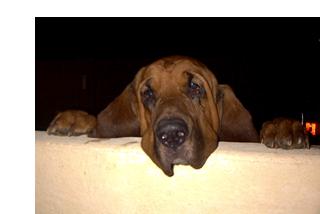 Duke