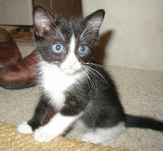 Libby