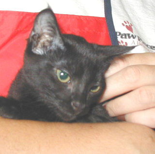 Battie