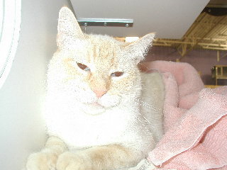 Buffy (II)