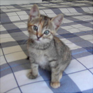 Bobbi