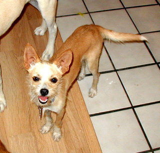Chico