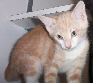 Marco