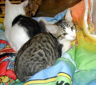 Cuddles