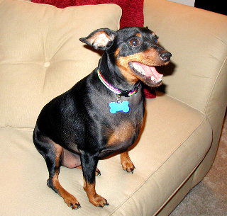 Rocco