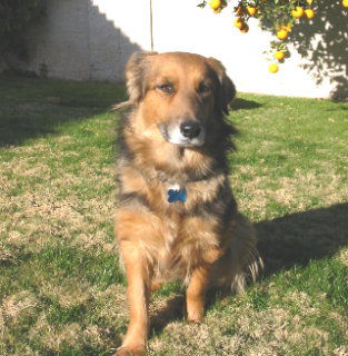 Willow