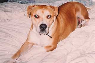 Buster - Courtesy Post