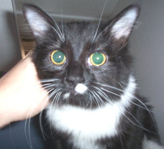 Bootsie
