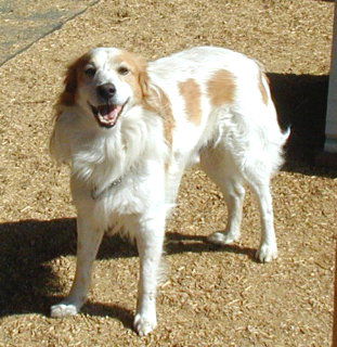 Sparky